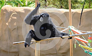Siamang Gibbon Symphalangus syndactylus