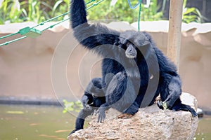 Siamang Gibbon Symphalangus syndactylus