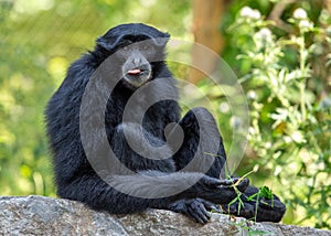 Siamang gibbon (Symphalangus syndactylus) Outdoors