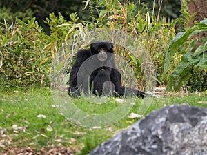 Siamang Gibbon / Symphalangus syndactylus portrait sitting