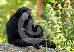 Siamang Gibbon (Symphalangus syndactylus) in Southeast Asia