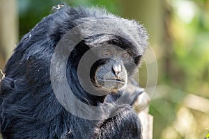 Siamang Gibbon (Symphalangus syndactylus) in Southeast Asia