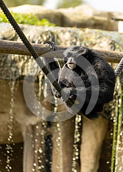 Siamang Gibbon (Symphalangus syndactylus) in Southeast Asia