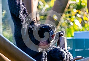 Siamang Gibbon watches people from his seat. Auckland Zoo Auckland New Zealand