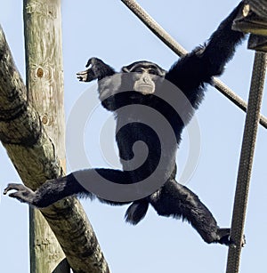 Siamang Gibbon at Zoo Tampa at Lowry Park