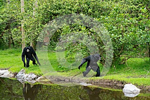 Siamang Gibbons near the water in the park