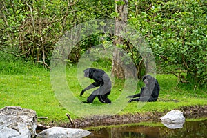 Siamang Gibbons near the water in the park