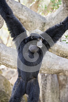 Siamang Hanging from Tree Branches