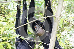 Siamang inflate neck pouch