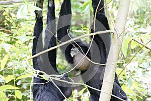 Siamang inflate neck pouch