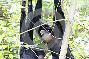 Siamang inflate neck pouch