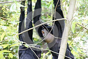 Siamang inflate neck pouch