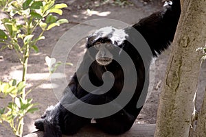 the siamang monkey is resting