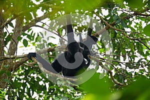 The Siamang mother and baby swinging on the tree. Arboreal black-furred gibbon hanging in the tree. Fraser\'s Hill, Malaysia