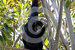 Siamang Scratching Head