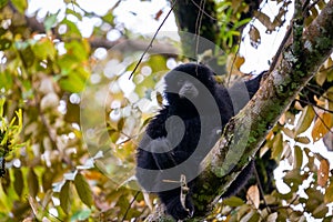 Siamang Symphalangus syndactylus