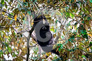 Siamang Symphalangus syndactylus