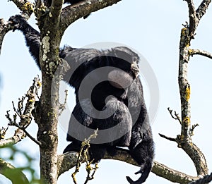 Siamang, Symphalangus syndactylus is an arboreal black-furred gibbon