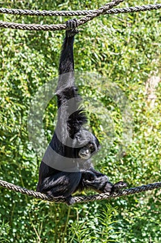Siamang, Symphalangus syndactylus is an arboreal black-furred gibbon