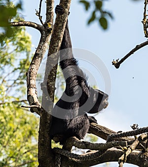 Siamang, Symphalangus syndactylus is an arboreal black-furred gibbon