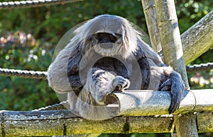 Siamang, Symphalangus syndactylus is an arboreal black-furred gibbon