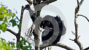 The siamang, Symphalangus syndactylus is an arboreal black-furred gibbon