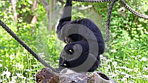 The siamang, Symphalangus syndactylus is an arboreal black-furred gibbon