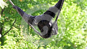 The siamang, Symphalangus syndactylus is an arboreal black-furred gibbon