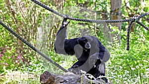 The siamang, Symphalangus syndactylus is an arboreal black-furred gibbon