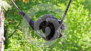 The siamang, Symphalangus syndactylus is an arboreal black-furred gibbon native to the forests of Malaysia, Thailand, and Sumatra