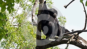 The siamang, Symphalangus syndactylus is an arboreal black-furred gibbon native to the forests of Malaysia, Thailand, and Sumatra