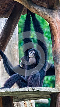 Siamang Symphalangus syndactylus in the conservation park in Indonesia.