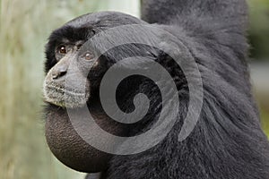 Siamang Symphalangus syndactylus