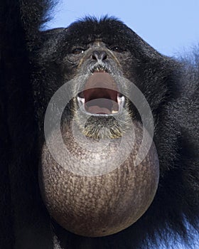 Siamang Throat Sac photo