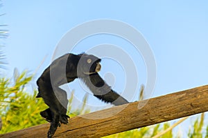 A Siamang is walking on a tree log