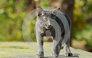 Siames blue cat