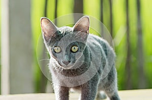 Siames blue cat
