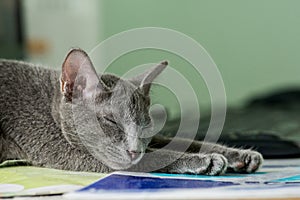 Siames blue cat sleeping