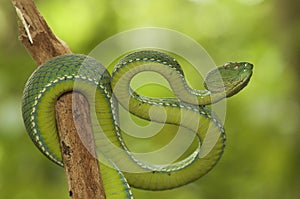 Siames peninsula pit viper