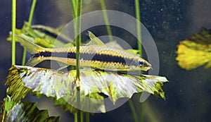 Siamese algae eater fish Crossocheilus siamensis