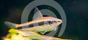 Siamese Algae Eater in a Freshwater Aquarium.