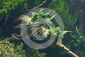 Siamese Algae Eater in Lisbon Oceanarium photo