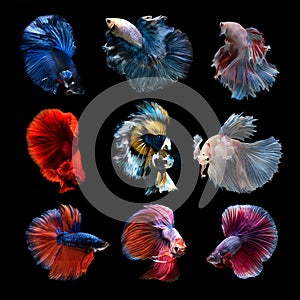 Siamese betta fish collection