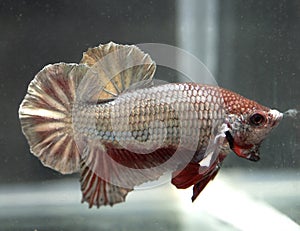 Siamese Betta Splendens