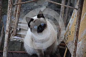 Siamese Blue Eyed Cat