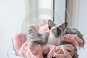 Siamese with blue eyes in pink and grey blanket