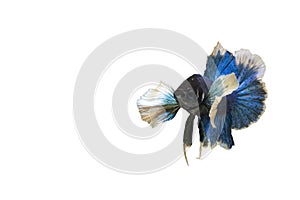 Siamese blue fighting fish or betta fish isolated on white  background with clipping path and copy space