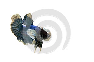 Siamese blue fighting fish or betta fish isolated on white  background with clipping path and copy space