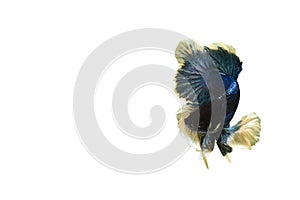 Siamese blue fighting fish or betta fish isolated on white  background with clipping path and copy space