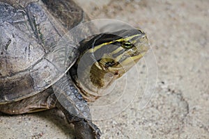 Siamese box terrapin .Shaped like turtles, but with a higher curved